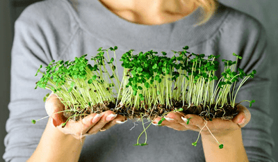 Best MicroGreen Kit By Clan Earth - DIY Home Kit