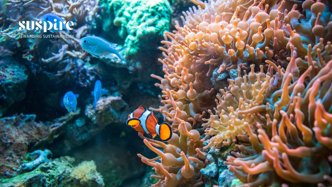 7 Important Reasons to Preserve Coral Reefs