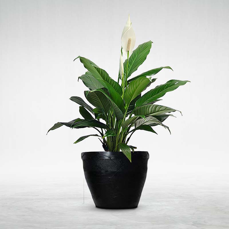 De'Dzines 25 cm pots