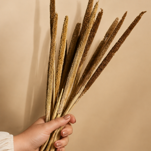 Epi Dore – Dried Pearl Millet Bunch