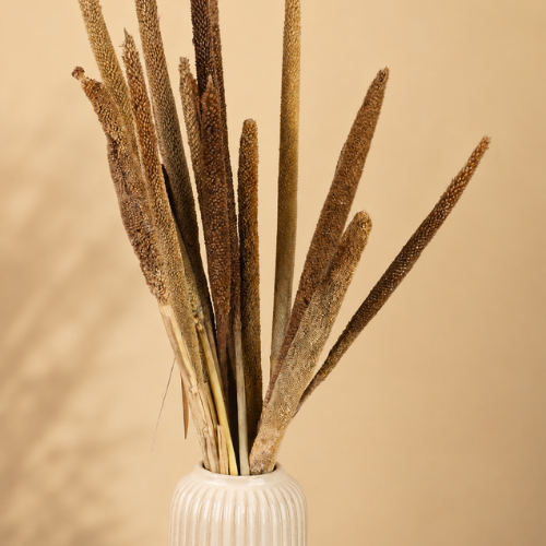 Epi Dore – Dried Pearl Millet Bunch