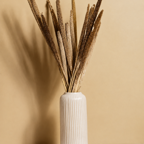 Epi Dore – Dried Pearl Millet Bunch