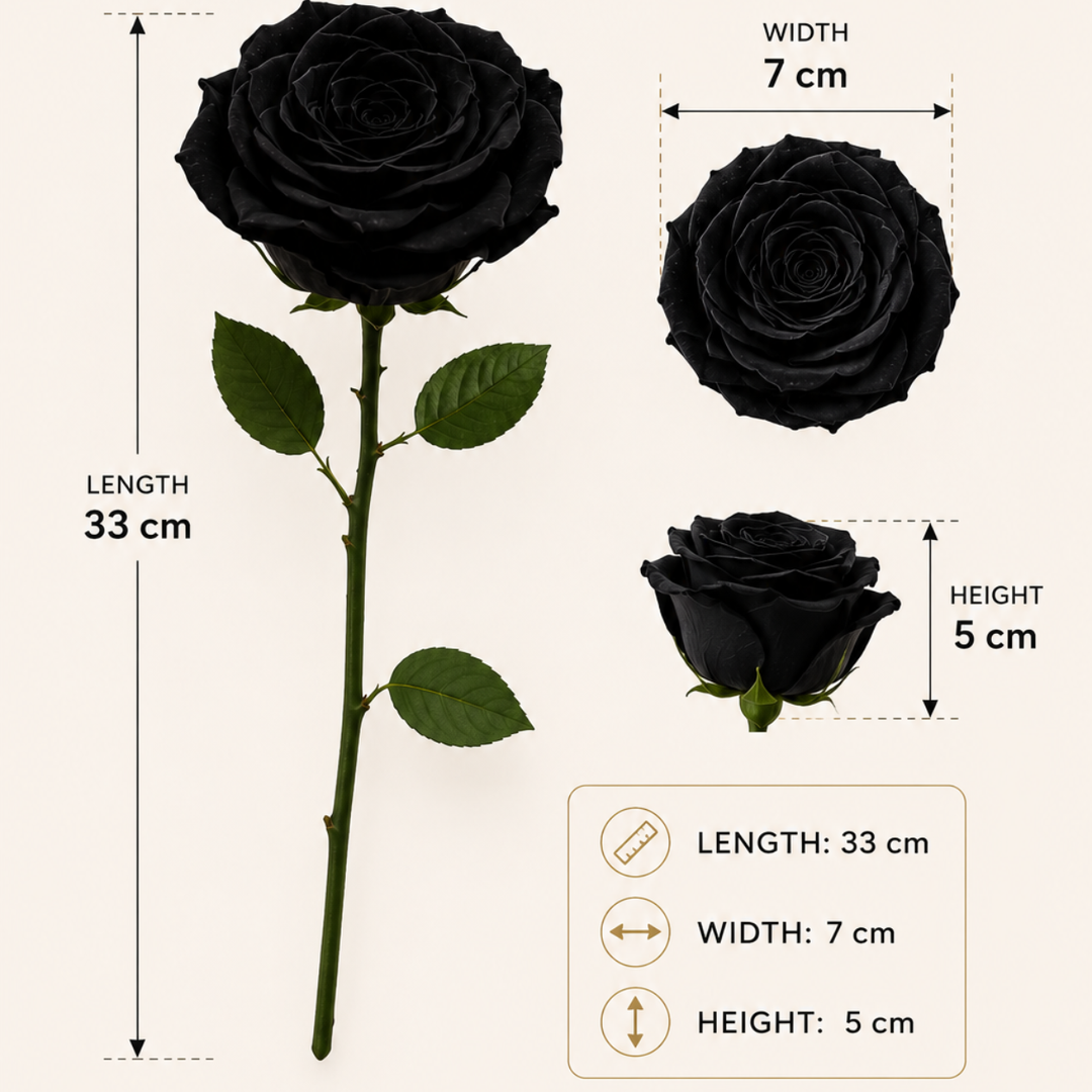 Midnight Noir Preserved Black Rose | Real Black Rose for Décor & Gifting