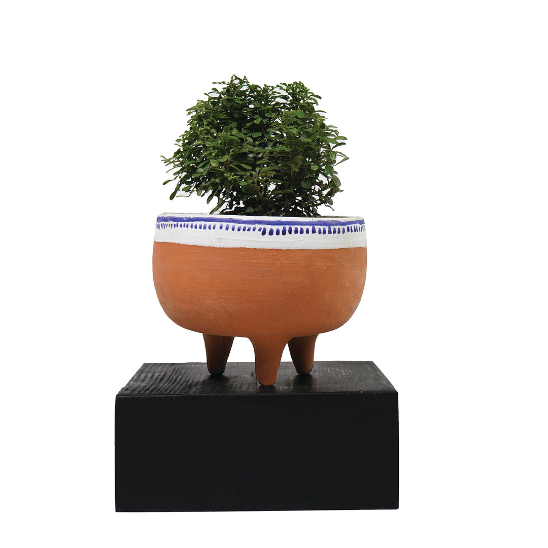 Goomti Teresa Planters