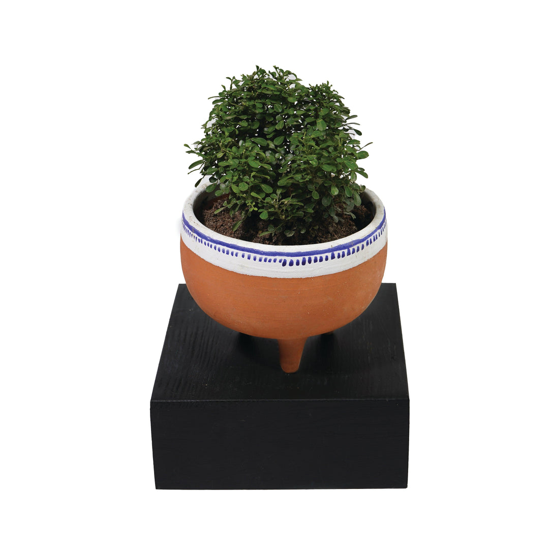 Goomti Teresa Planters