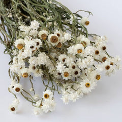 Muun Home Natural Dried Ammobium Flower Bunch