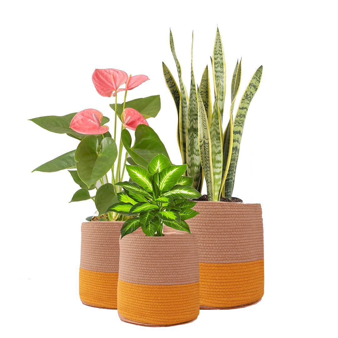 Dual tone Jute Baskets (Yellow)