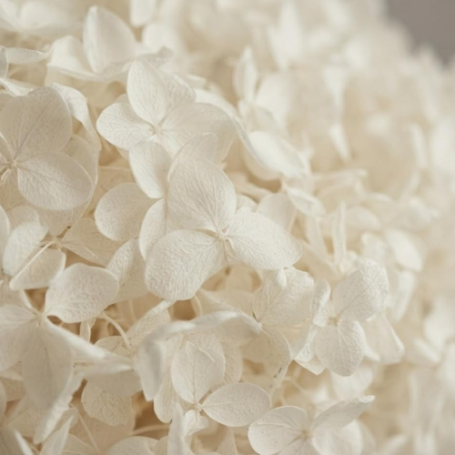 Blanc Eternel – White Hydrangea Dried Flower Bouquet