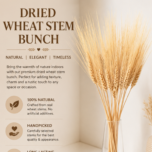 Champ Doré – Natural Dried Wheat Stems