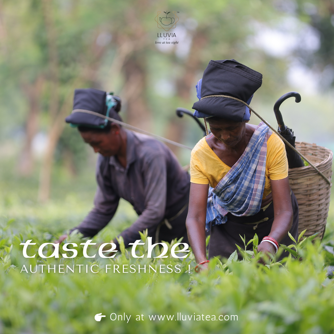 Lluvia Tea Daily Essential Tea Combo| Pyaalee Premium 250g| Kadak Masala 75g