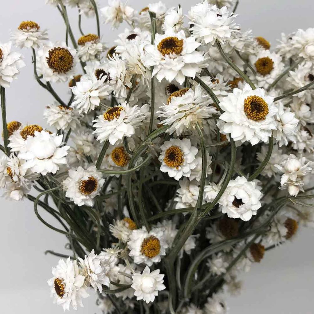 Muun Home Natural Dried Ammobium Flower Bunch