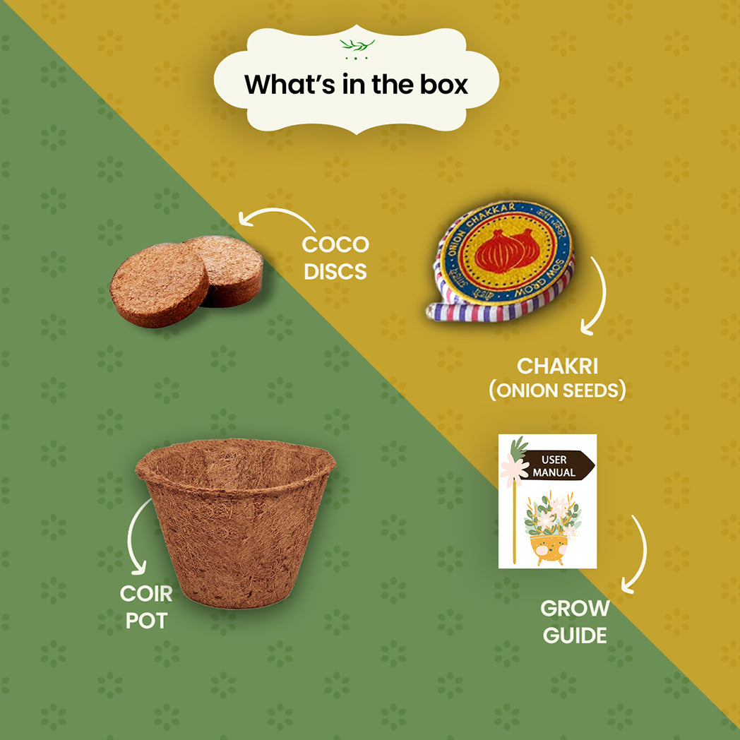 Bombay Greens 2 in 1 Beej Patakha-growkit