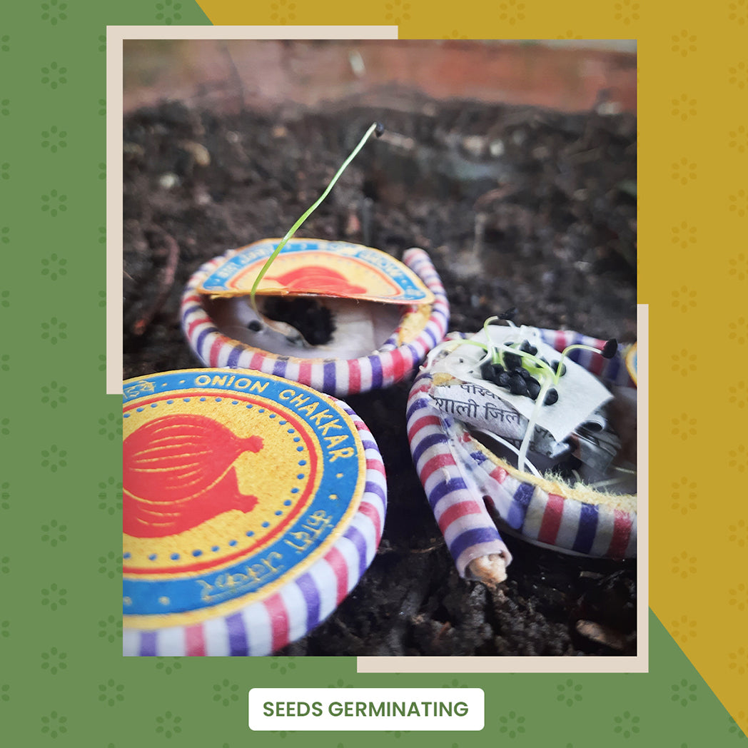 Bombay Greens 2 in 1 Beej Patakha-growkit