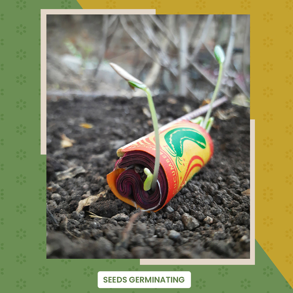 Bombay Greens 2 in 1 Beej Patakha-growkit