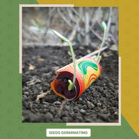Bombay Greens 2 in 1 Beej Patakha-growkit
