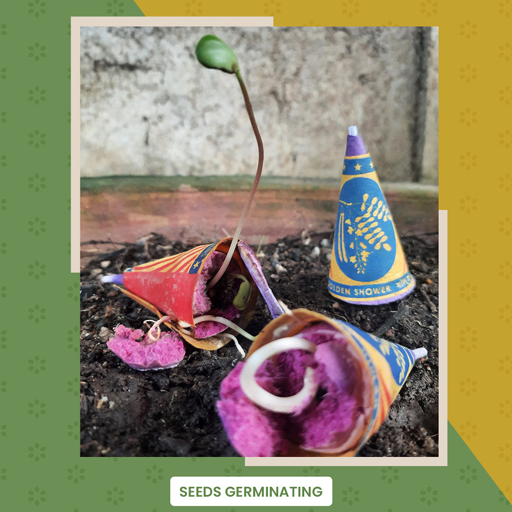 Bombay Greens 2 in 1 Beej Patakha-growkit