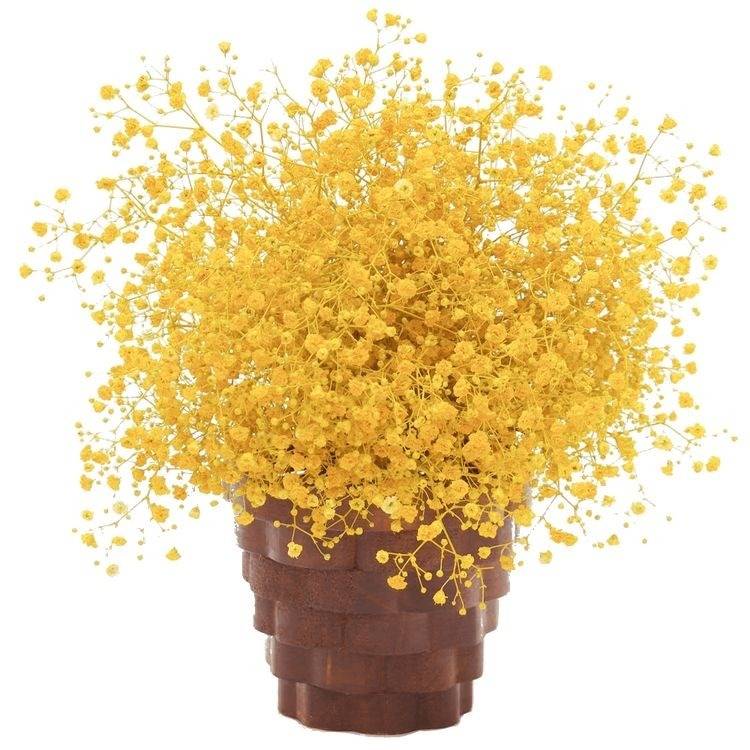 yellow baby breaths - https://artecasa.in/