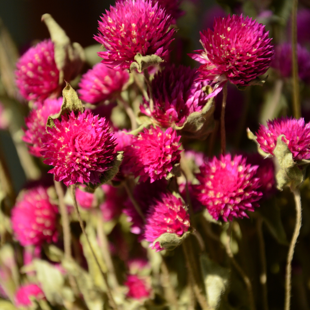 Muun Home Natural Dried Gomphrena Flower Bunch