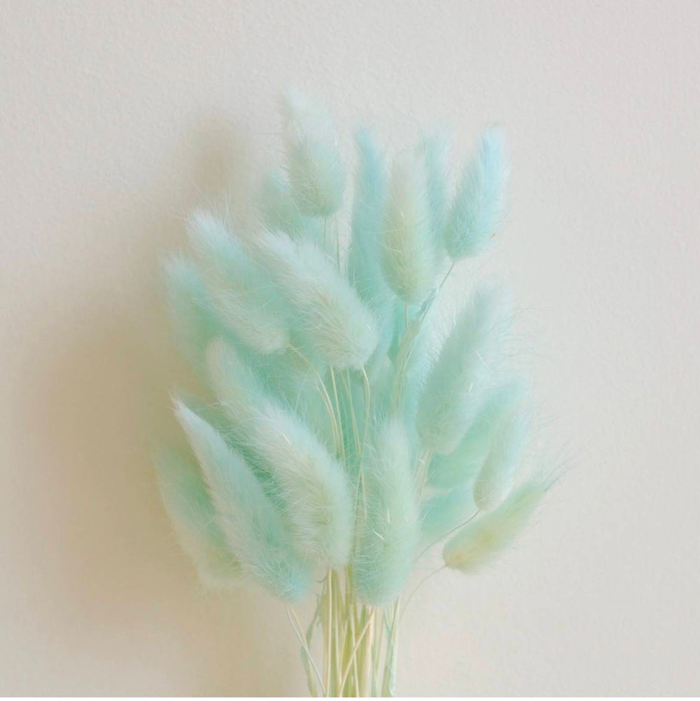 Mint Green Bunny tails-set of 50 stems Dried Flowers.
