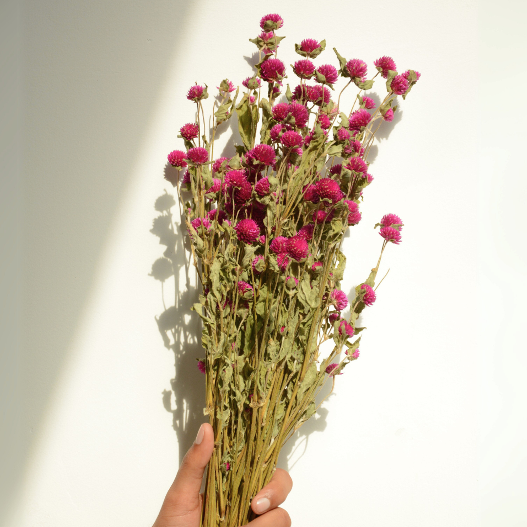 Muun Home Natural Dried Gomphrena Flower Bunch