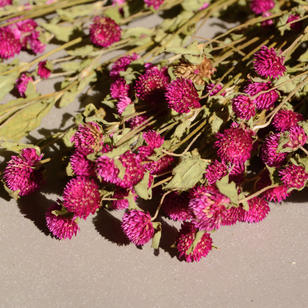 Muun Home Natural Dried Gomphrena Flower Bunch