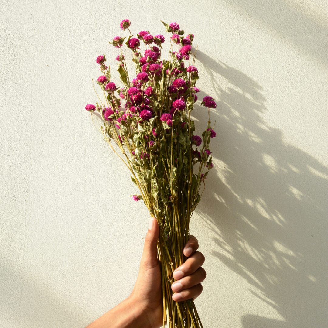 Muun Home Natural Dried Gomphrena Flower Bunch