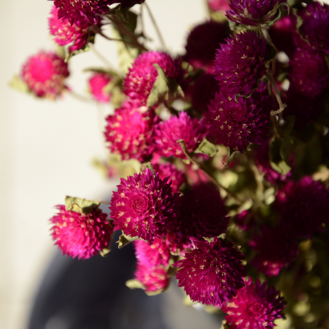 Muun Home Natural Dried Gomphrena Flower Bunch