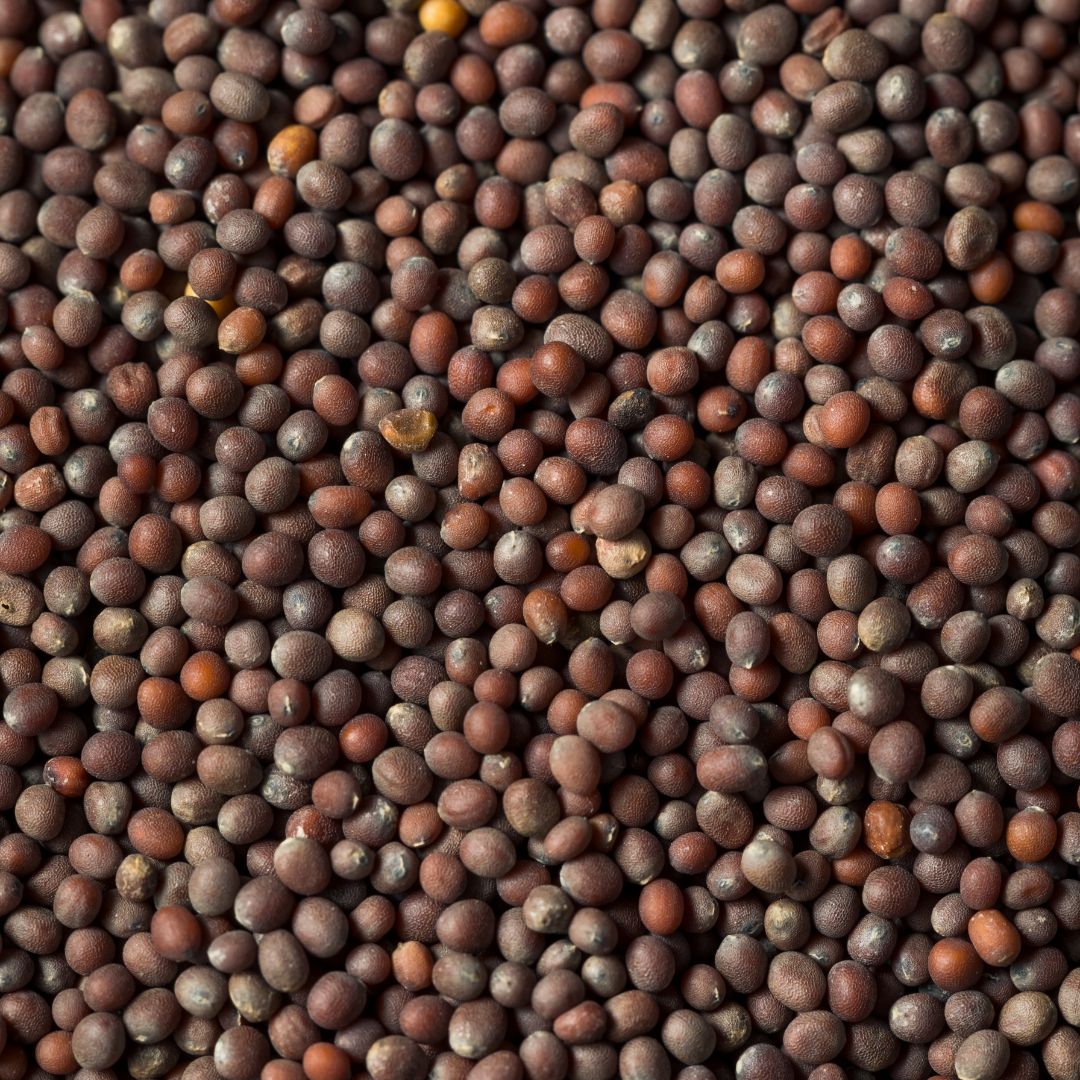 The MMasala Box Co Black Mustard Seeds