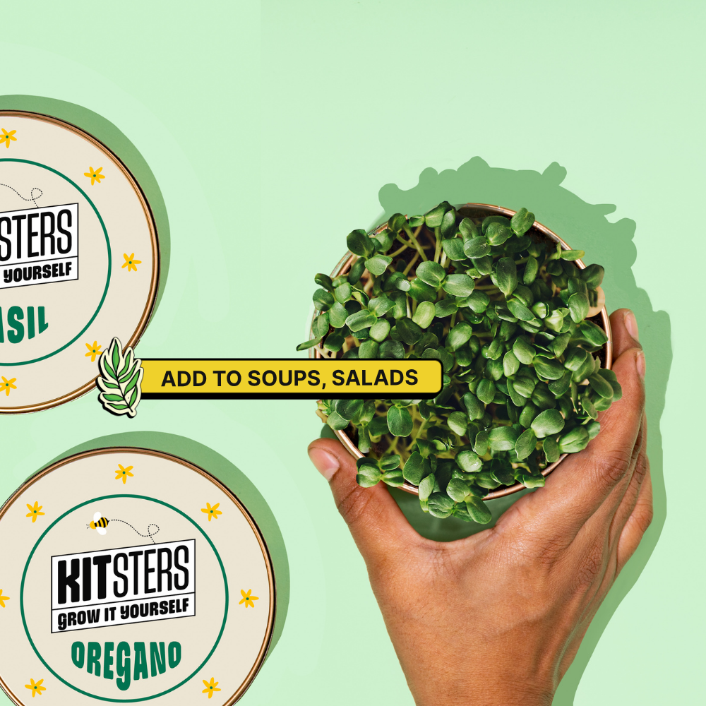 Grow in a Can - Oregano