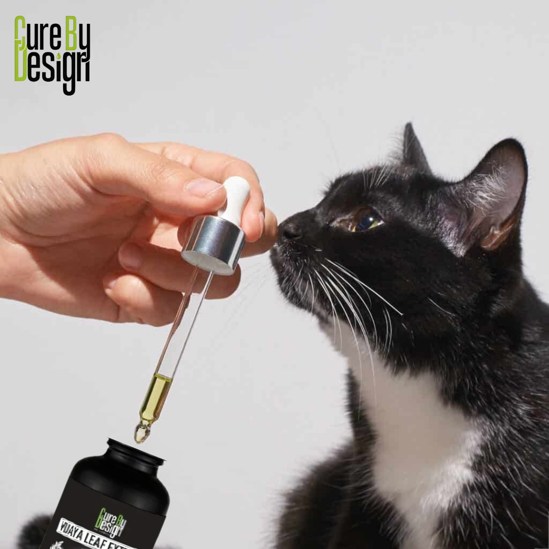 CBD pain relief for cats .png