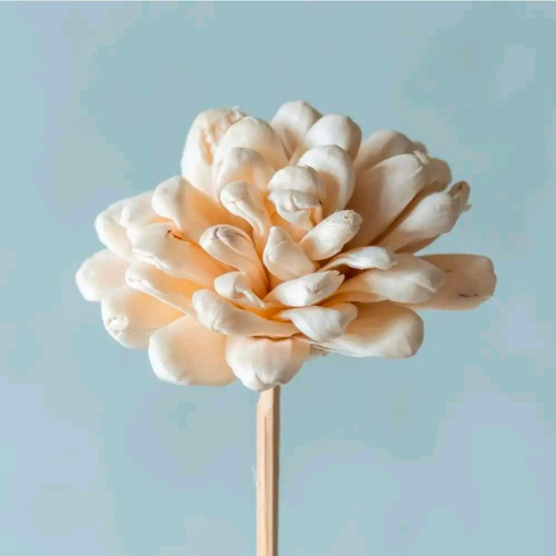 Pêche Ivoire – Peach and White Sola Flower Stem 10 flower