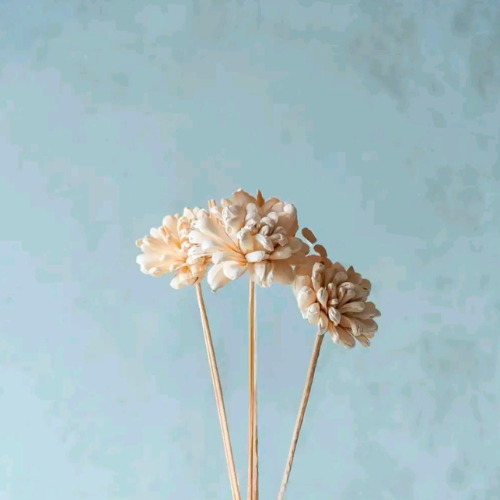 Pêche Ivoire – Peach and White Sola Flower Stem 10 flower