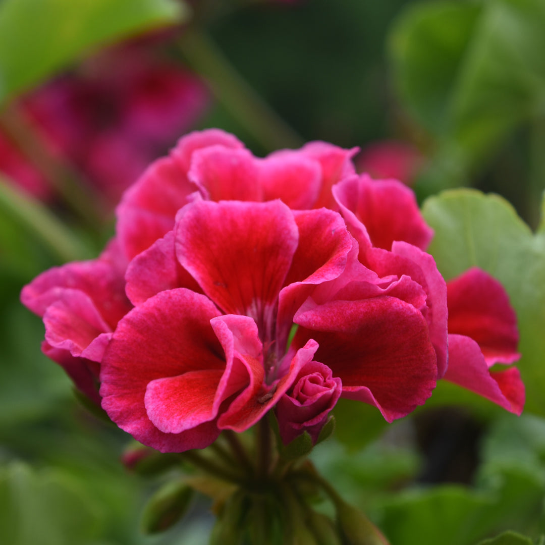 Kheoni Geranium Hydrosol Face Mist Toner