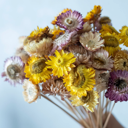 Jardin de Couleurs – Mixed Dried Straw Flowers