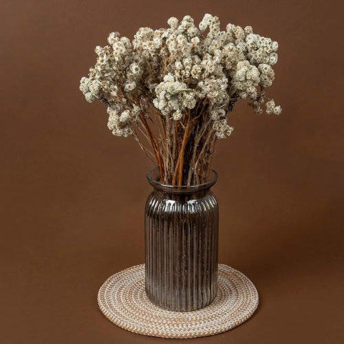 Marguerite Blanche – Preserved White Daisy Stems