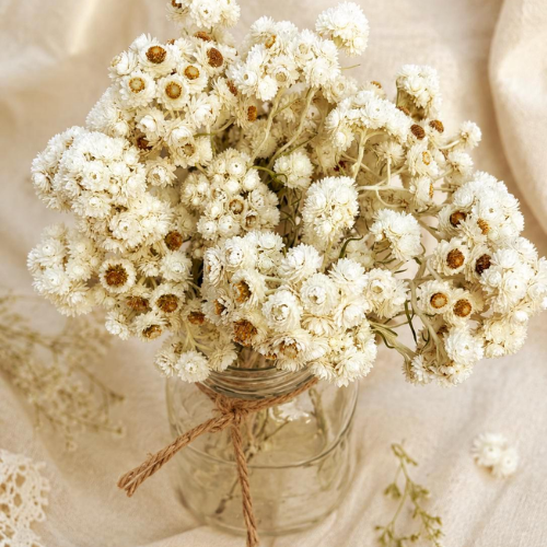 Marguerite Blanche – Preserved White Daisy Stems