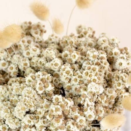 Marguerite Blanche – Preserved White Daisy Stems