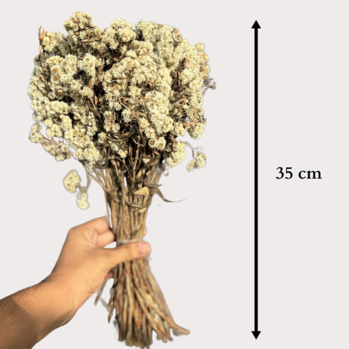 Marguerite Blanche – Preserved White Daisy Stems
