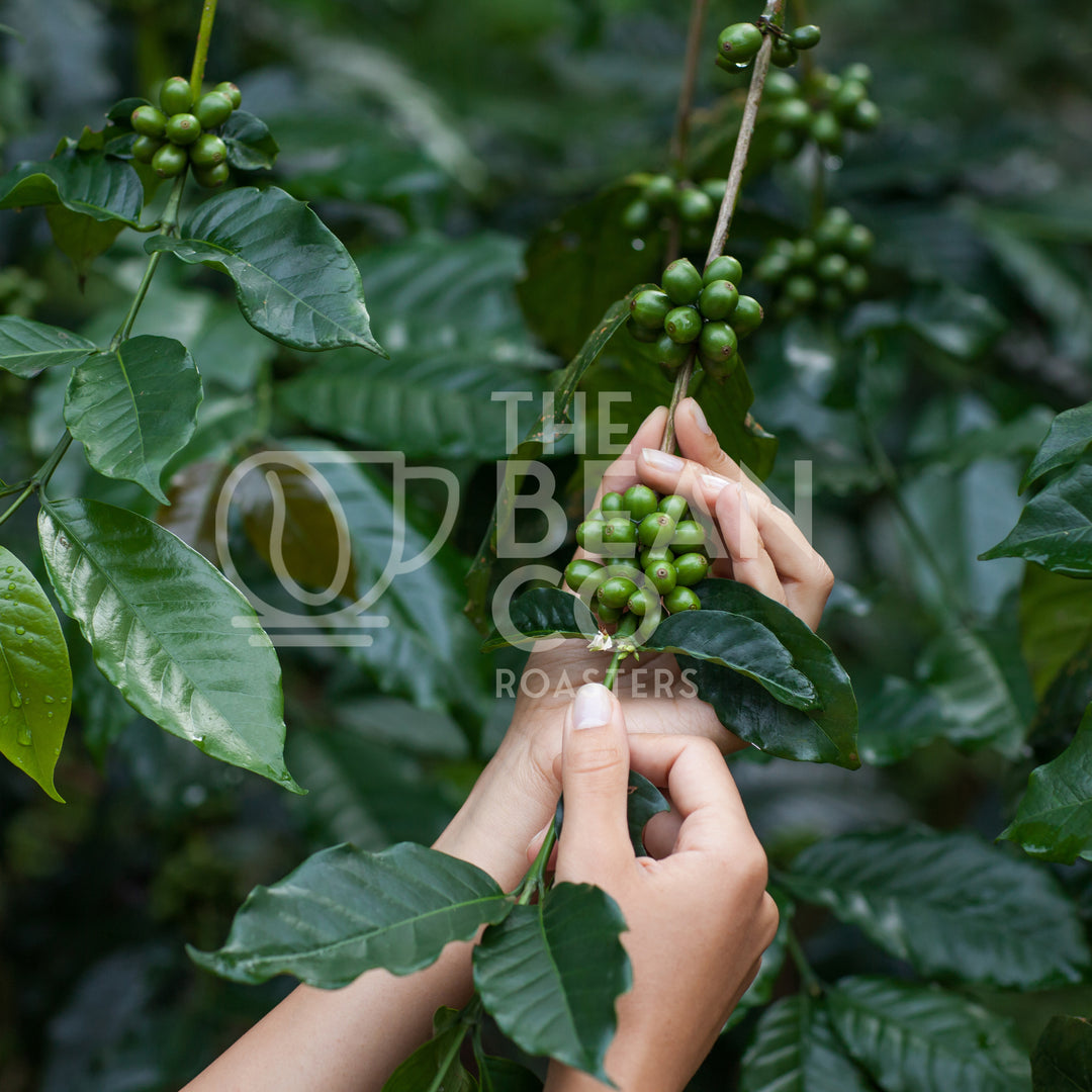 THE BEAN CO Plantation AA Monsooned Robusta Coffee Beans (GI-Tagged) | Medium Roast |  Roasted Coffee Beans | 100% Robusta