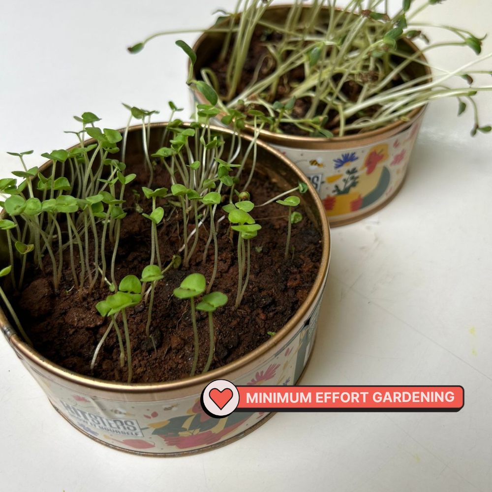 Grow in a Can - Cilantro