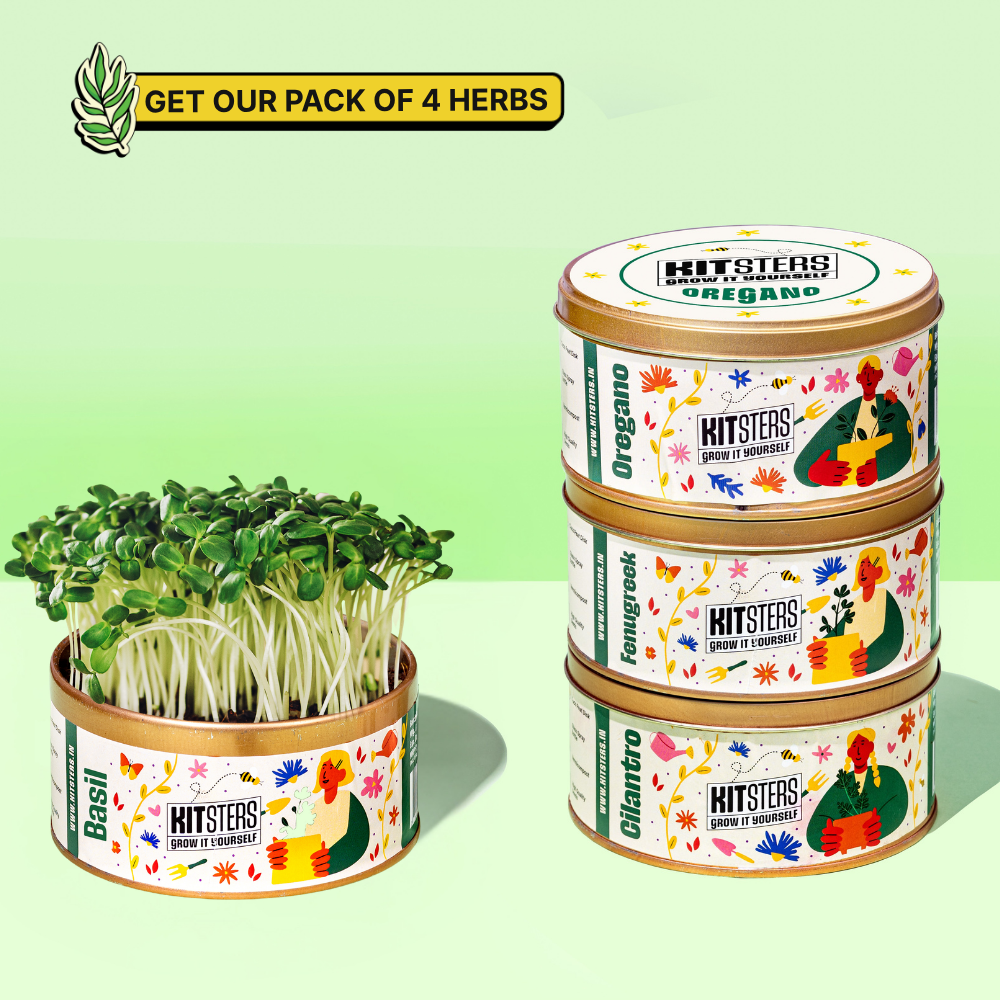 Grow in a Can - Cilantro