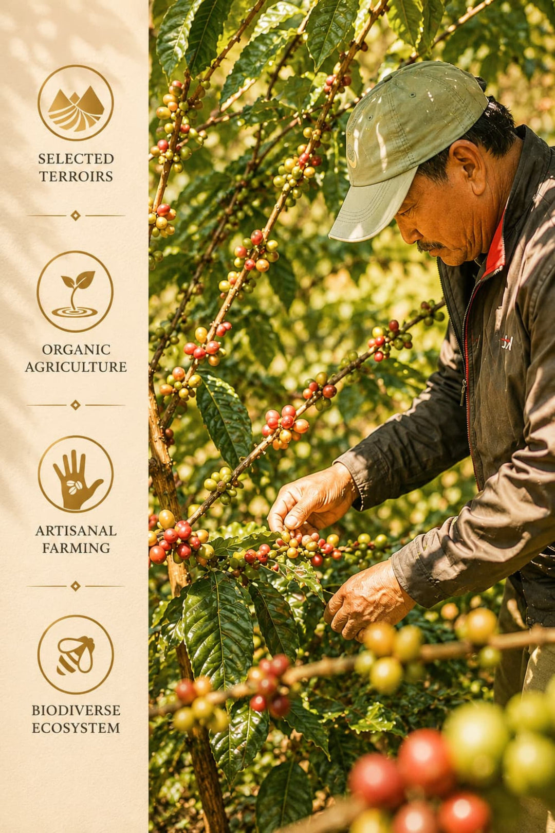 Saakya 100% Arabica Himalayan Coffee Special Blend | Ground 250g