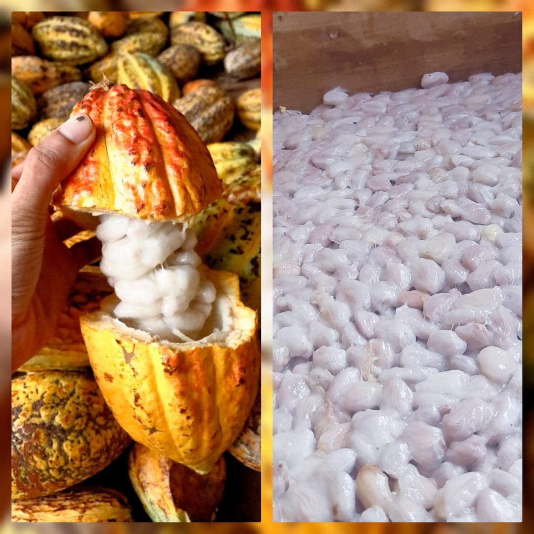 ANUTTAMA Dark Chocolate Classic Plain | 62% Cocoa  -  Chocolate Bar 50 gm