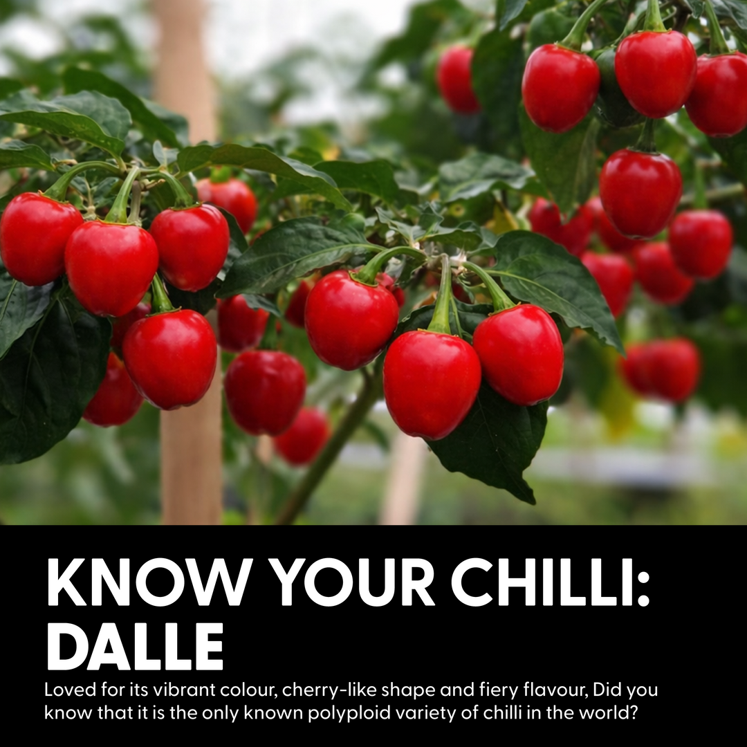 NaaginxNaagin Dalle Crisp Chilli Oil - Crunchy, Spicy Indian Sichuan pepper