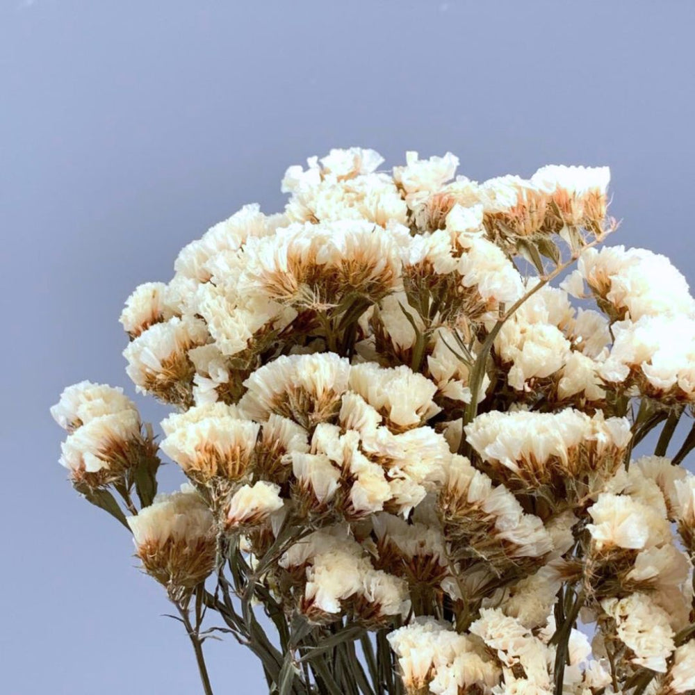 Muun Home Natural Dried Statice Flower Bunch