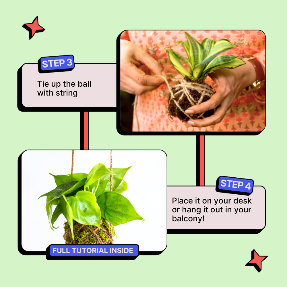 DIY Japanese Kokedama Kit