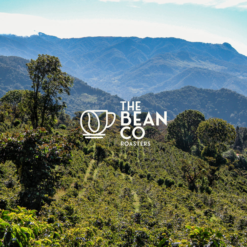 THE BEAN CO Arabica Blend Blend | Single-Use Coffee Sachets (15g) | For French Press | Coffee Sachet | Premium Coffee Grounds | 10 x 15 Gram Sachets In a Box