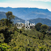 THE BEAN CO Arabica Blend Blend | Single-Use Coffee Sachets (15g) | For French Press | Coffee Sachet | Premium Coffee Grounds | 10 x 15 Gram Sachets In a Box
