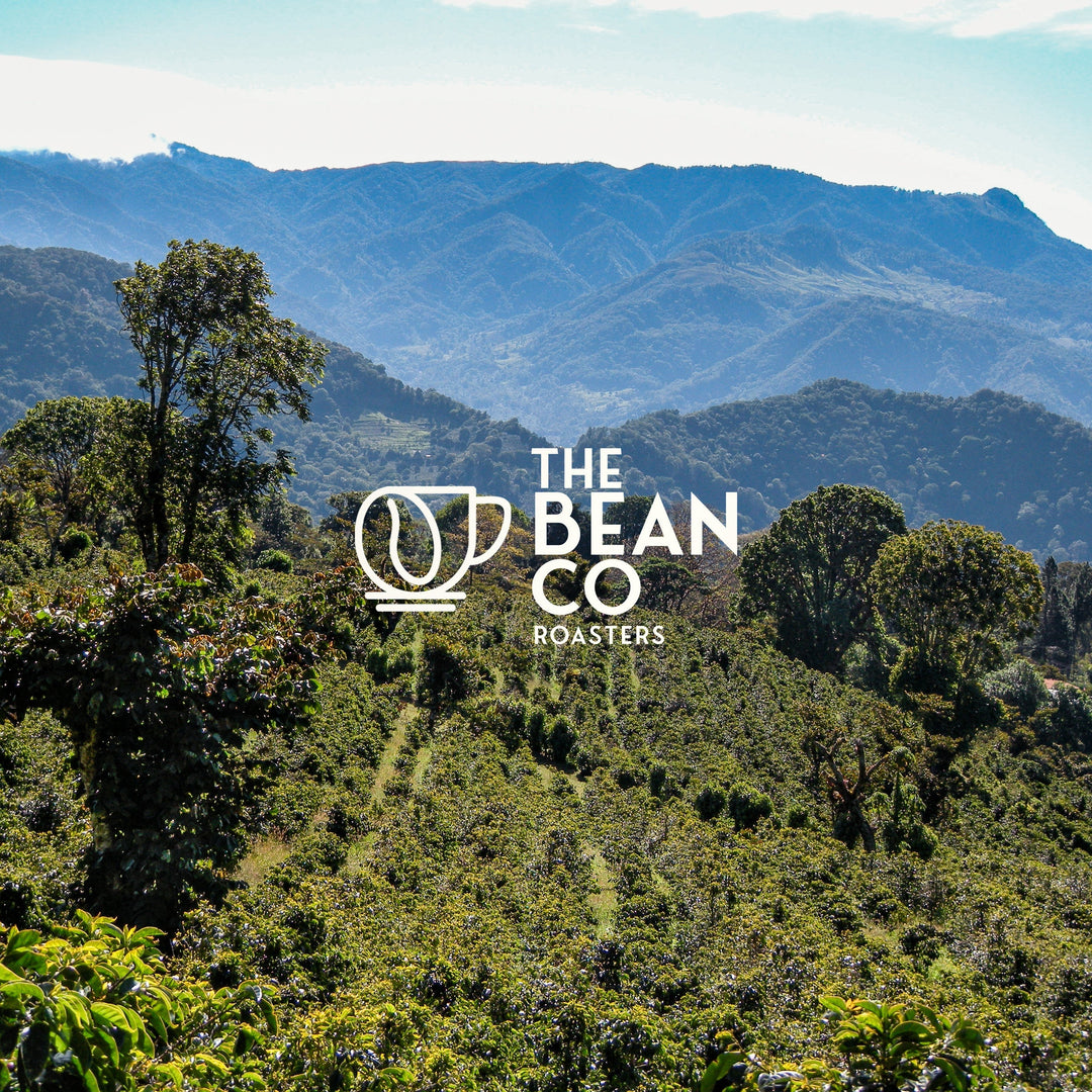 THE BEAN CO ROASTERS Plantation AAA | Medium Roast | 100% Arabica