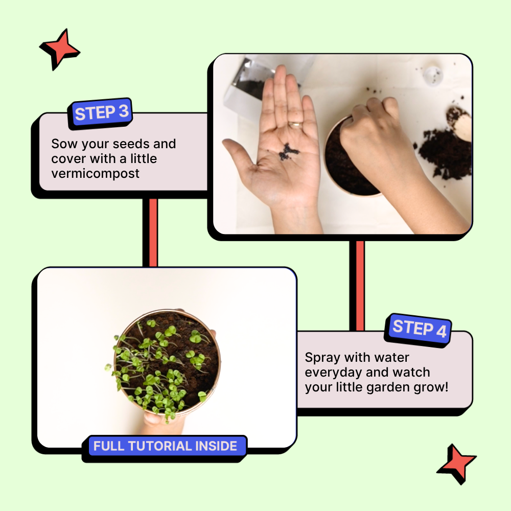 Grow in a Can - Oregano